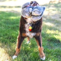 KONG Toughz double couineur, stimulant le jeu et l’amusement du chien.