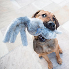 KONG Wubba Friend ours interactif, conçu pour des sessions ludiques et réconfortantes