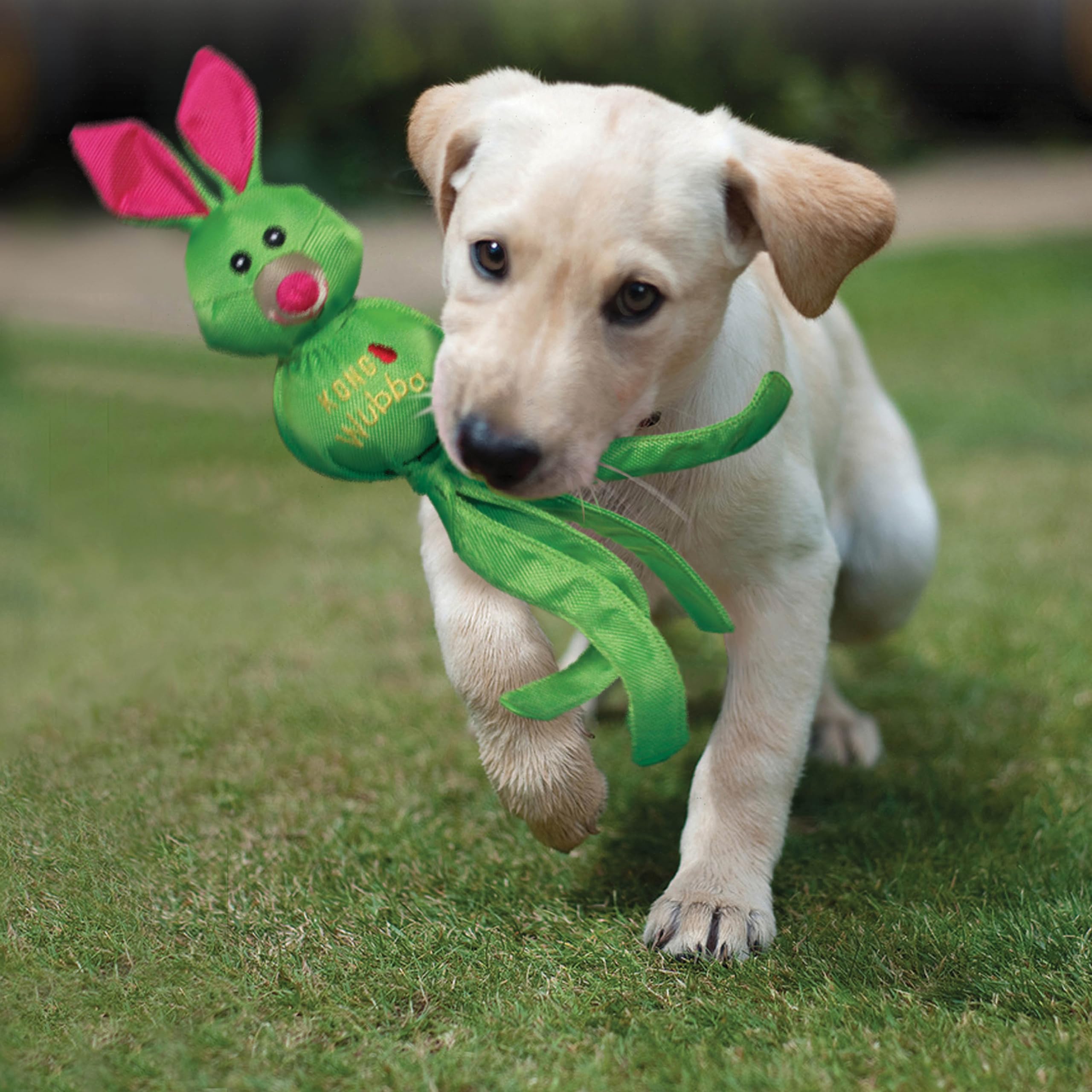 KONG Wubba Friends Ballistic, jouet-chien-couleurs-vives, stimule l’attention et le jeu.