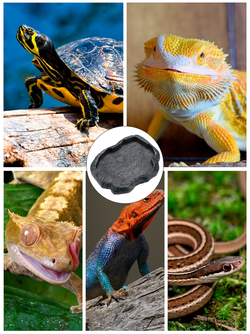 KooingTech gamelle reptile légère et durable, idéale pour multiples espèces.