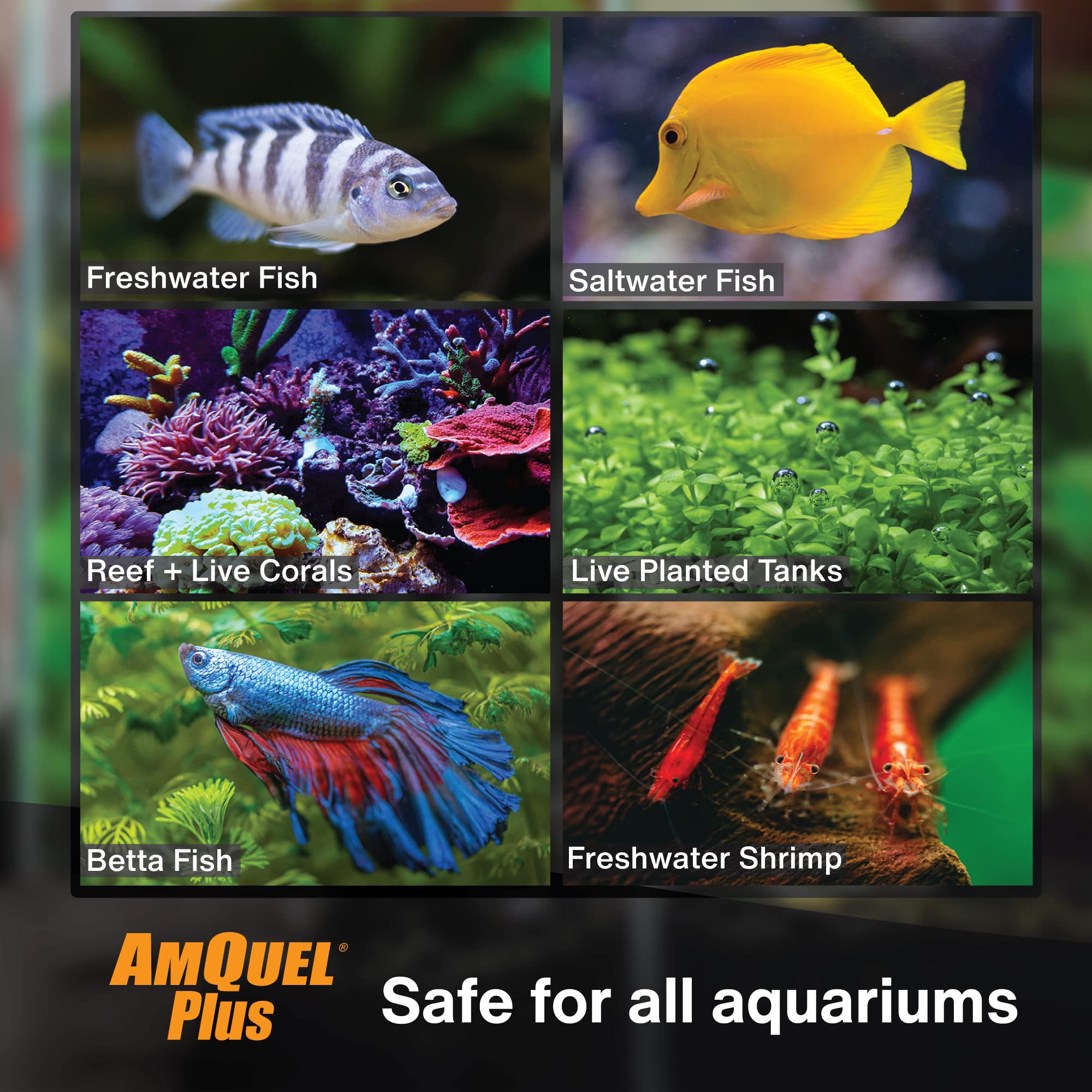 Kordon AmQuel Plus dans un aquarium clair après traitement.