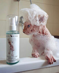 Kotomoda Shampoing Probiotique, après-bain peau propre et fraîche.