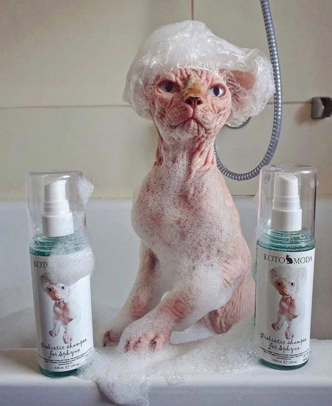 Kotomoda Shampoing Probiotique, ingrédients probiotiques favorisant l'équilibre cutané.
