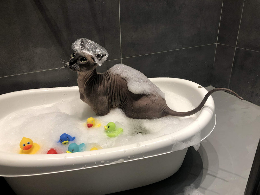 Kotomoda Shampoing Probiotique, rinçage facile pour bain rapide et efficace.