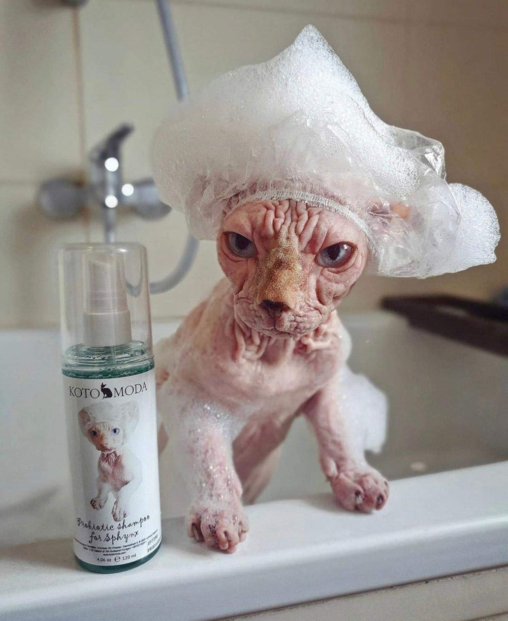 Kotomoda Shampoing Probiotique, utilisation pratique à domicile pour sphynx heureux.
