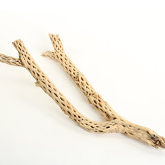 Koyal Wholesale branche cholla 12 pouces, décor naturel idéal pour aquarium.