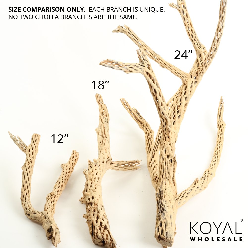 Koyal Wholesale cholla cachette crevettes, abri et biofilm.