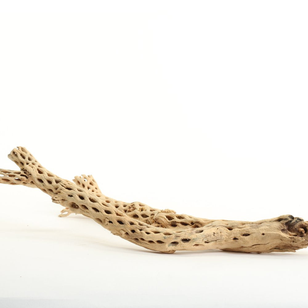 Koyal Wholesale cholla pour hermit crab, jouet d’escalade et nettoyage.