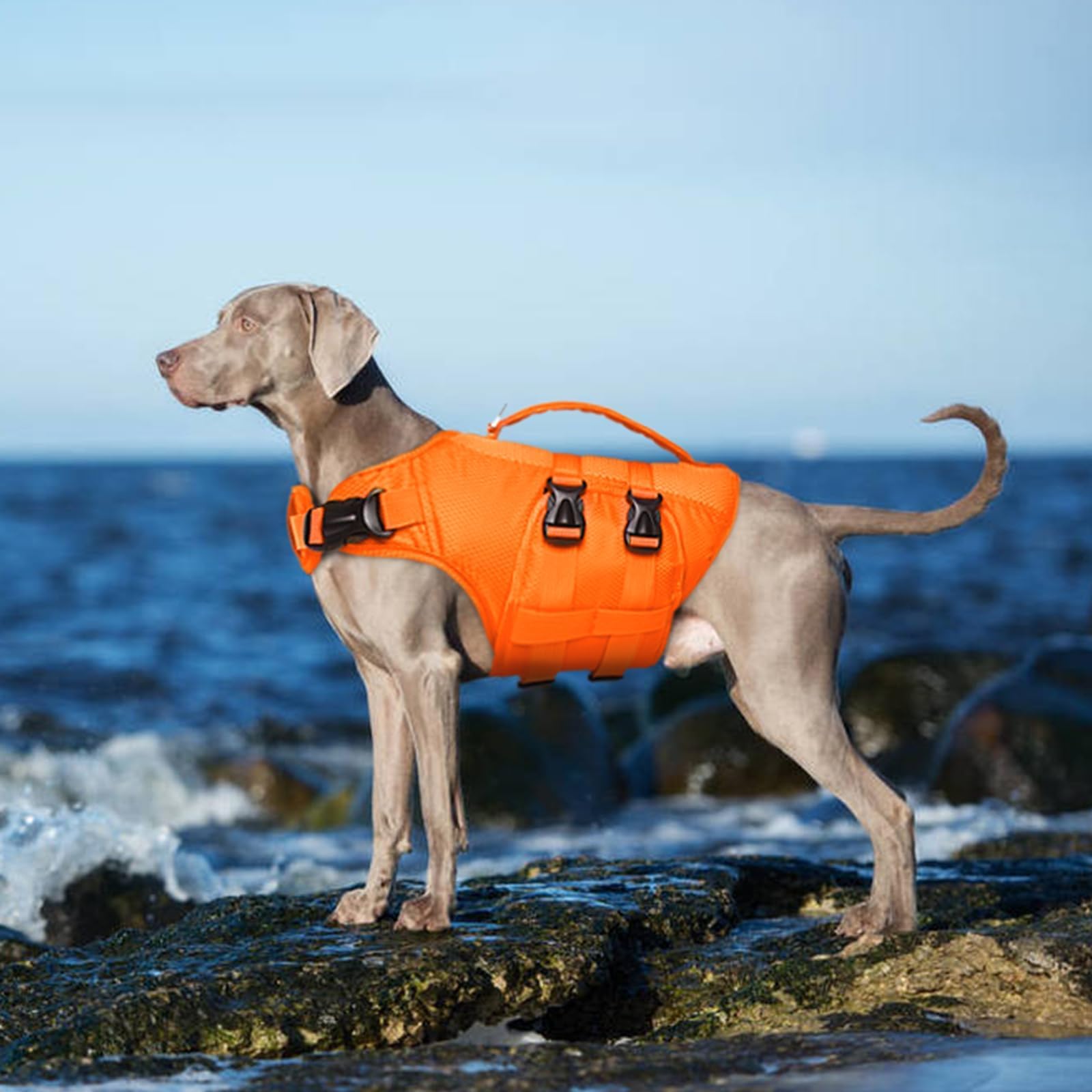 Kuoser gilet chien avec boucles rapides pour enfiler facilement