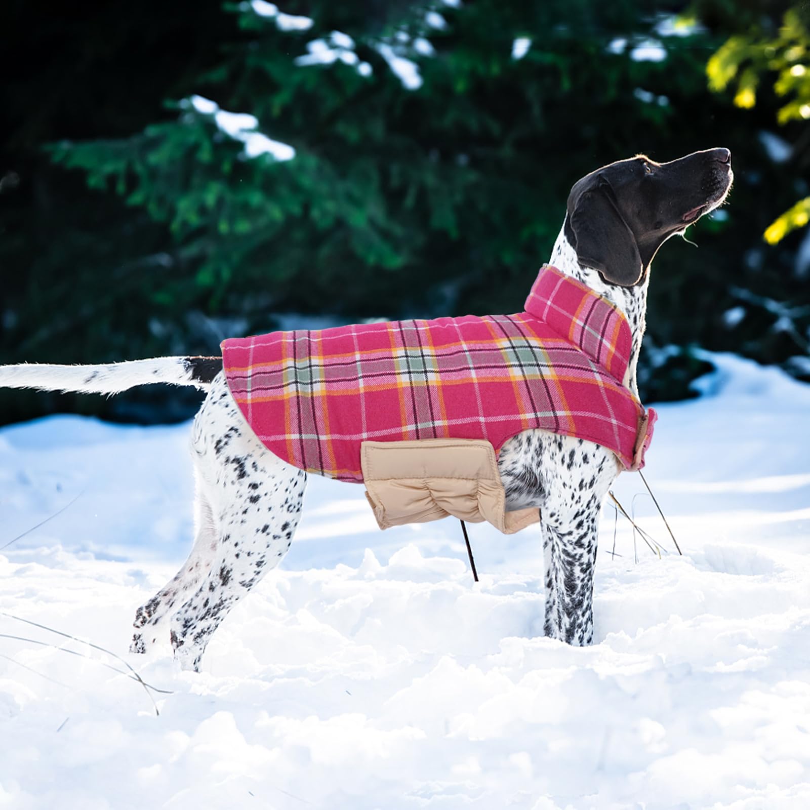 Kuoser manteau chien sept tailles pour ajustement parfait.