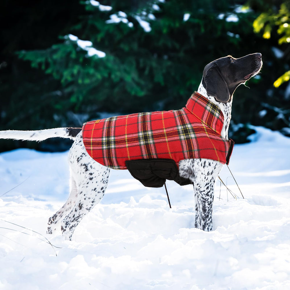 Kuoser manteau chien, motif plaid britannique pour un style hivernal.