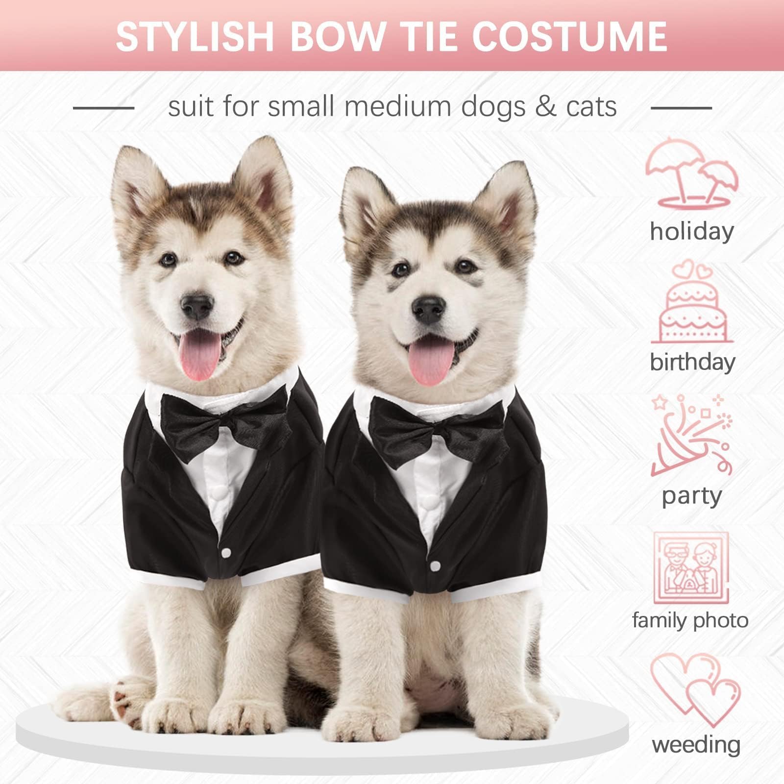 Kuoser Tuxedo chien noir, apparence élégante idéale pour réceptions.