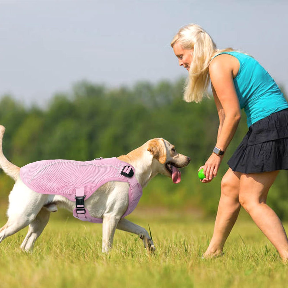 Utilisation simple : immersion dans l’eau froide pour rafraîchir le chien avec Kuoser.