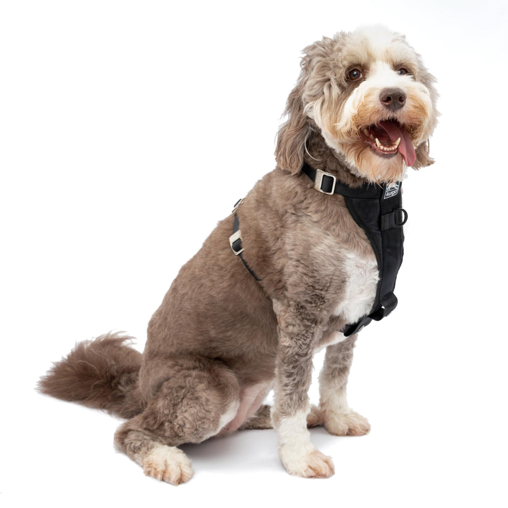 Harnais Kurgo Tru-Fit renforcé et confortable sur chien, idéal pour les trajets