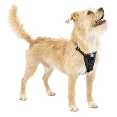 Kurgo harnais Tru-Fit renforcé pour chien sur banquette, sécurité routière améliorée.
