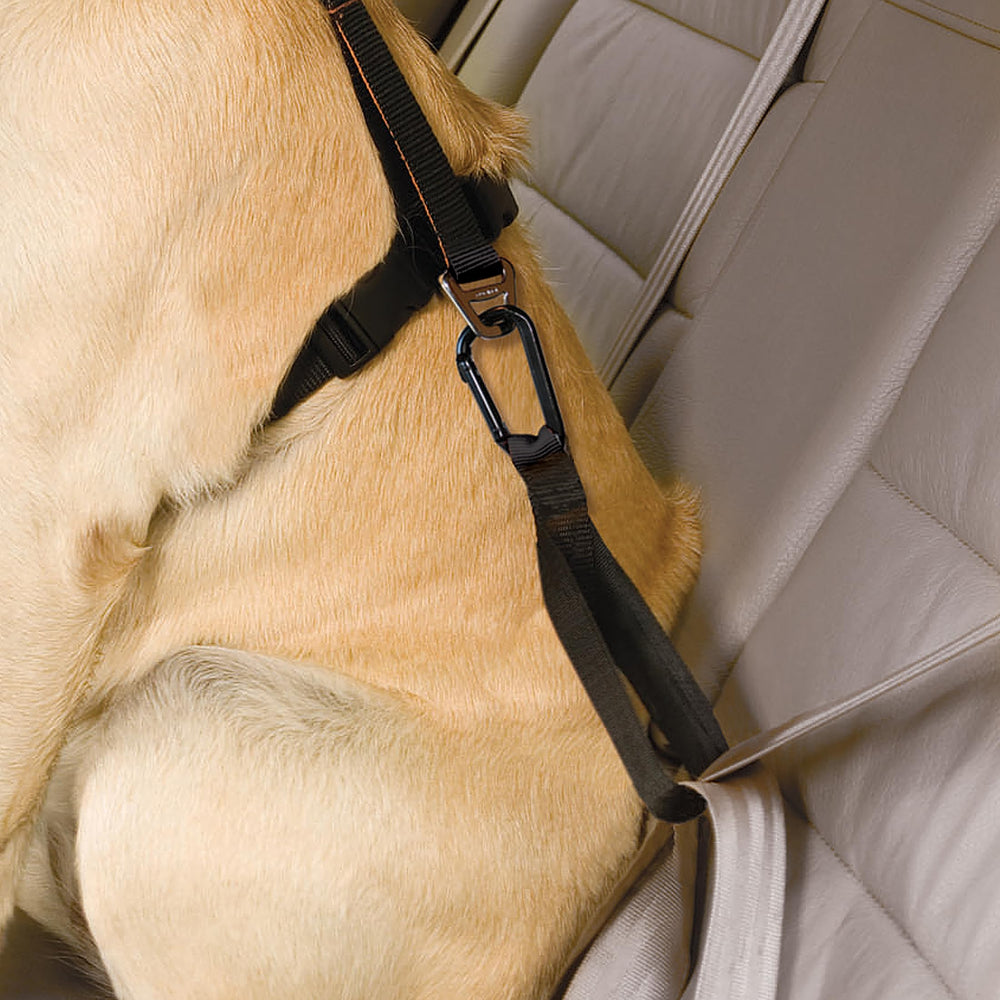 Kurgo Swivel Tether durabilité et garantie à vie pour les aventures canines
