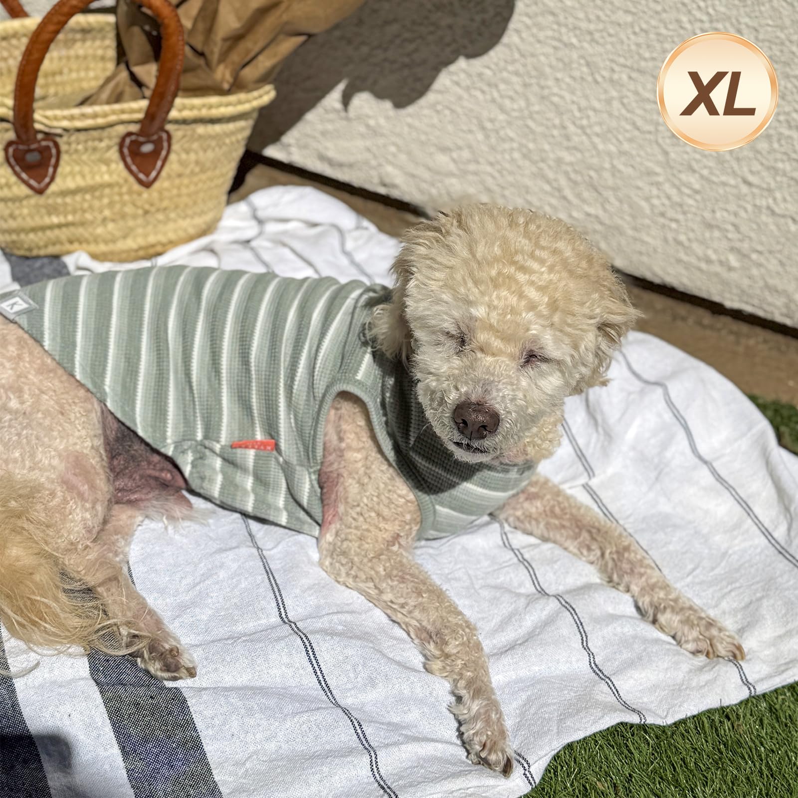 KYEESE veste légère pour chien, idéal intérieur et extérieur.