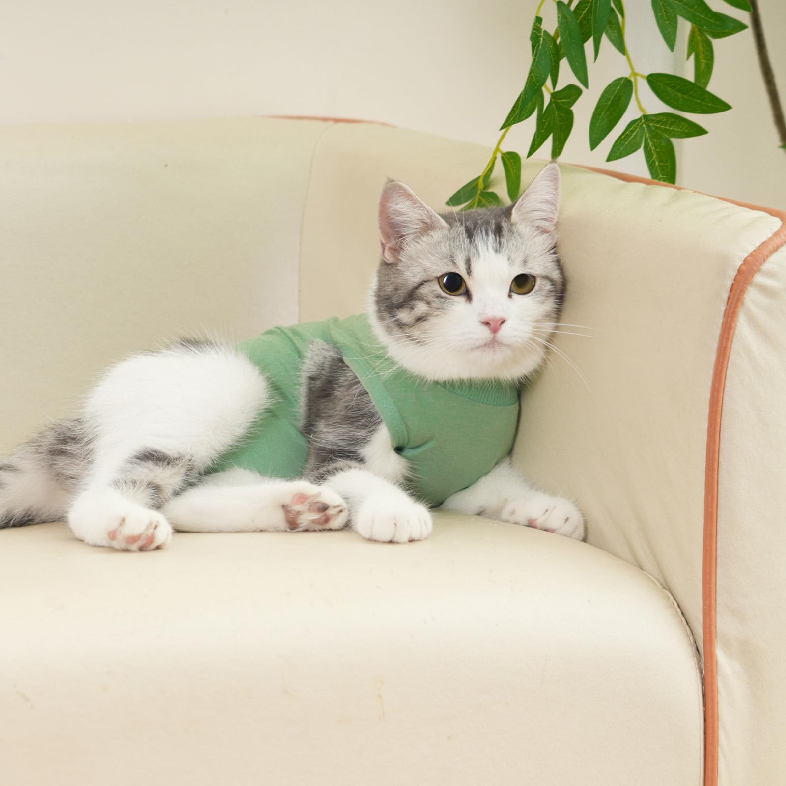 Le costume kzrfojy pour chat, lavage facile, ne se déforme pas.