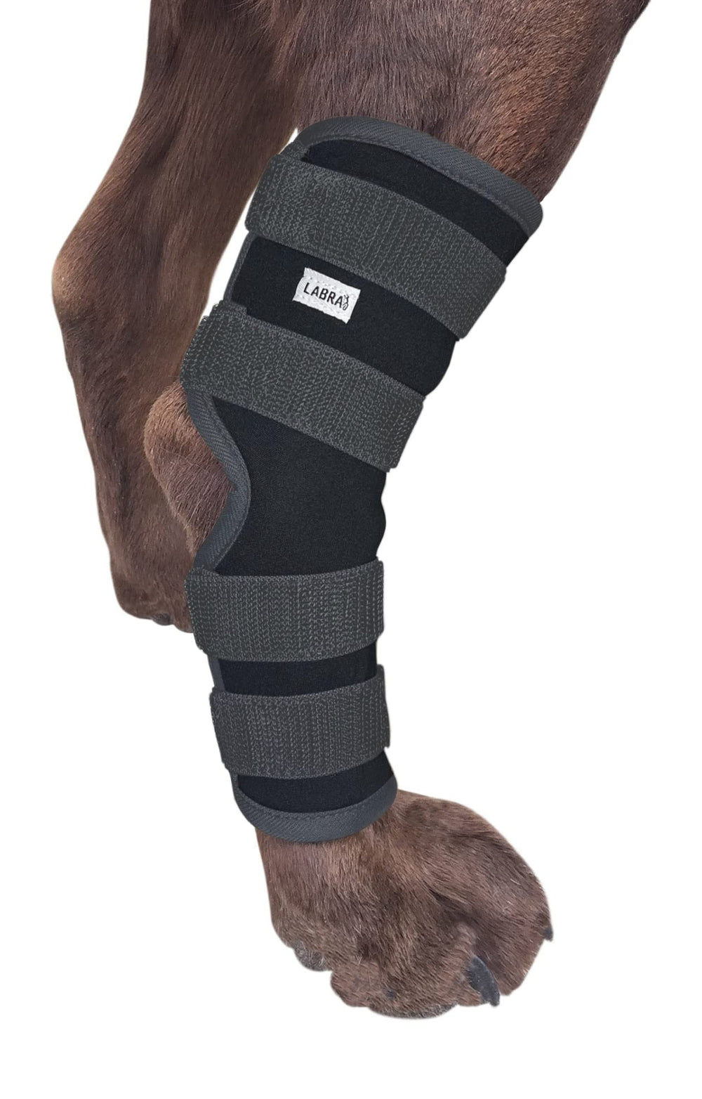 Labra attelle tarsienne arrière pour chien, soutien ciblé des pattes.