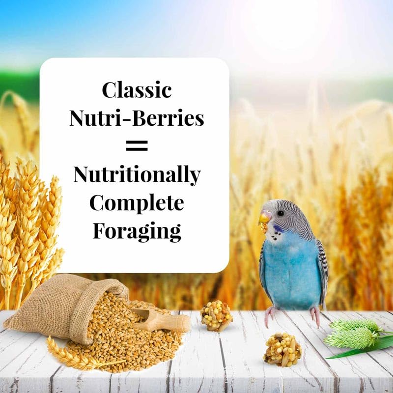 Nutri-Berries boules rondes – stimulent le bec et l'activité.