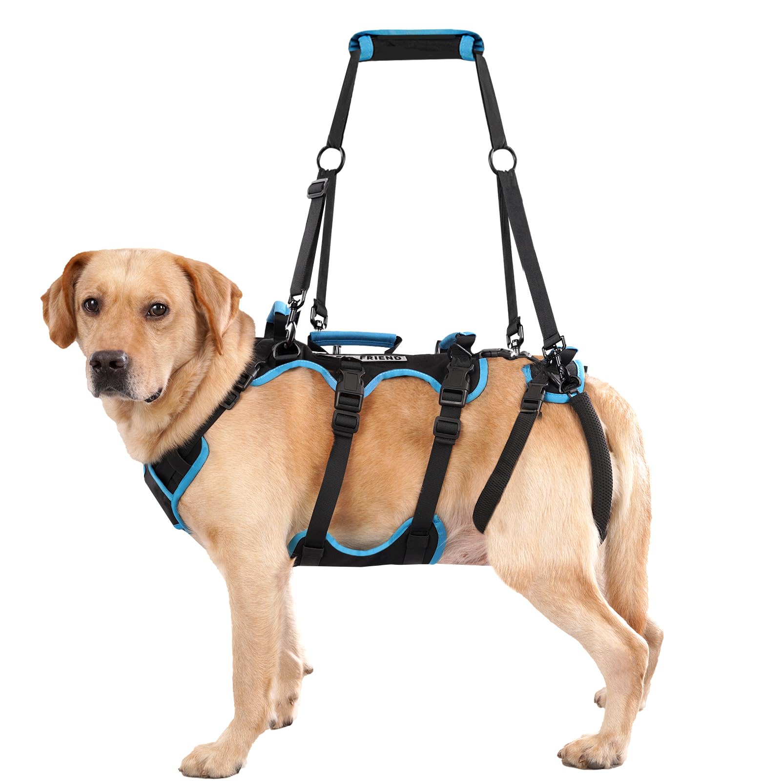 Lafoty harnais de soutien pour chien grand, stabilité et confort.