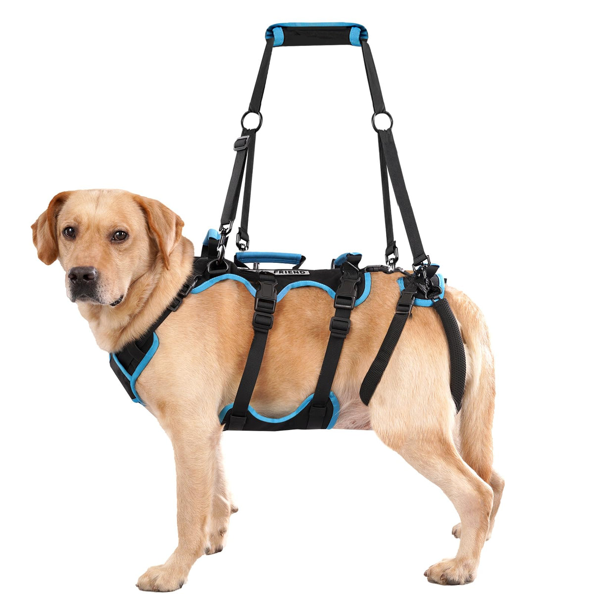 Lafoty harnais de soutien pour chien grand, stabilité et confort.