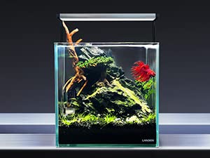 LANDEN pierres Seiryu Noires pour paysage naturel et équilibré