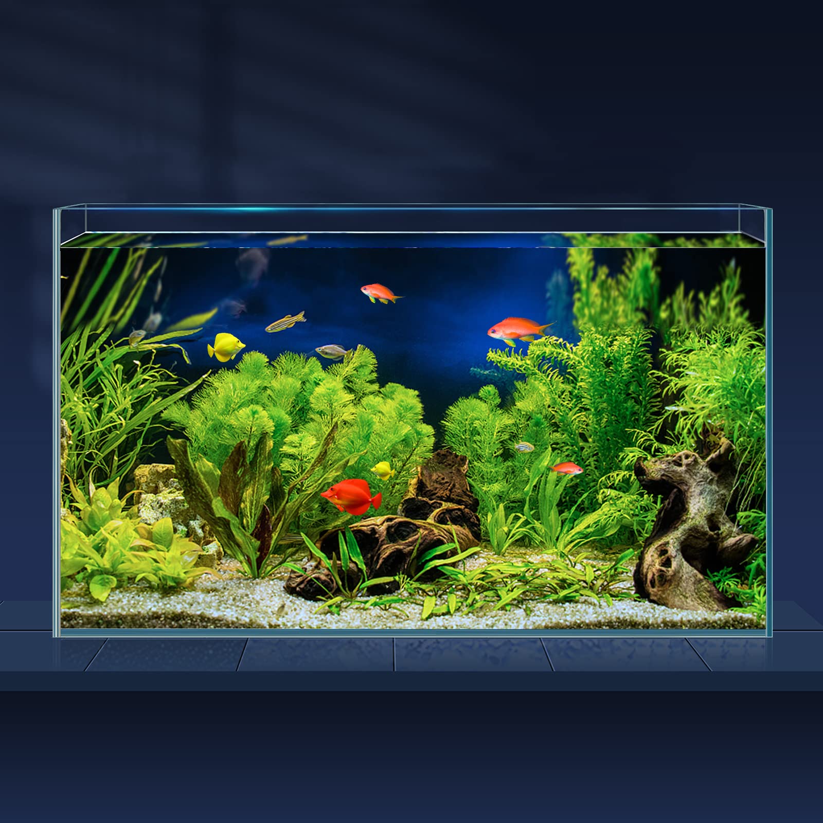 Bac LAQUAL 10 galons avec vue ultra claire pour observer les poissons