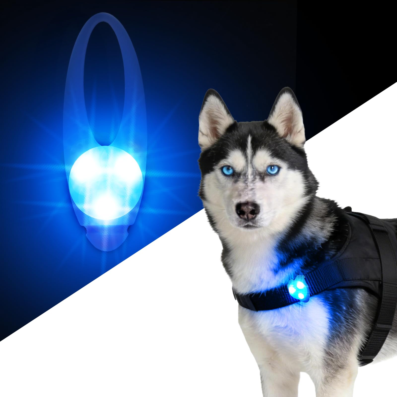 LaRoo collier lumineux bleu pour chien, attache rapide, visibilité nocturne accrue