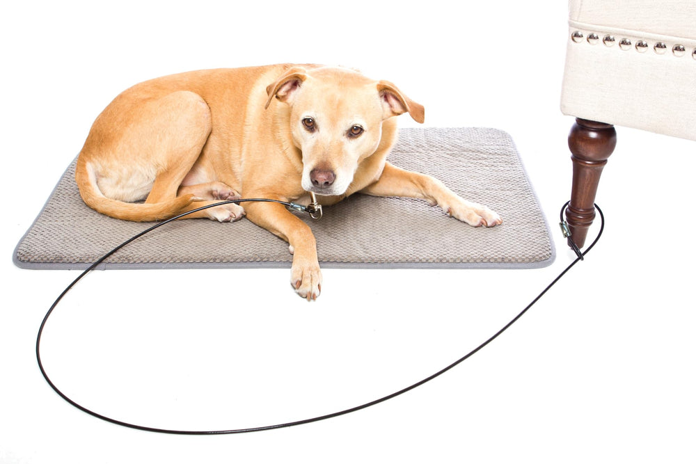 LAST LEASH – Garantie et durabilité, atténue les risques et offre une tranquillité d'esprit.