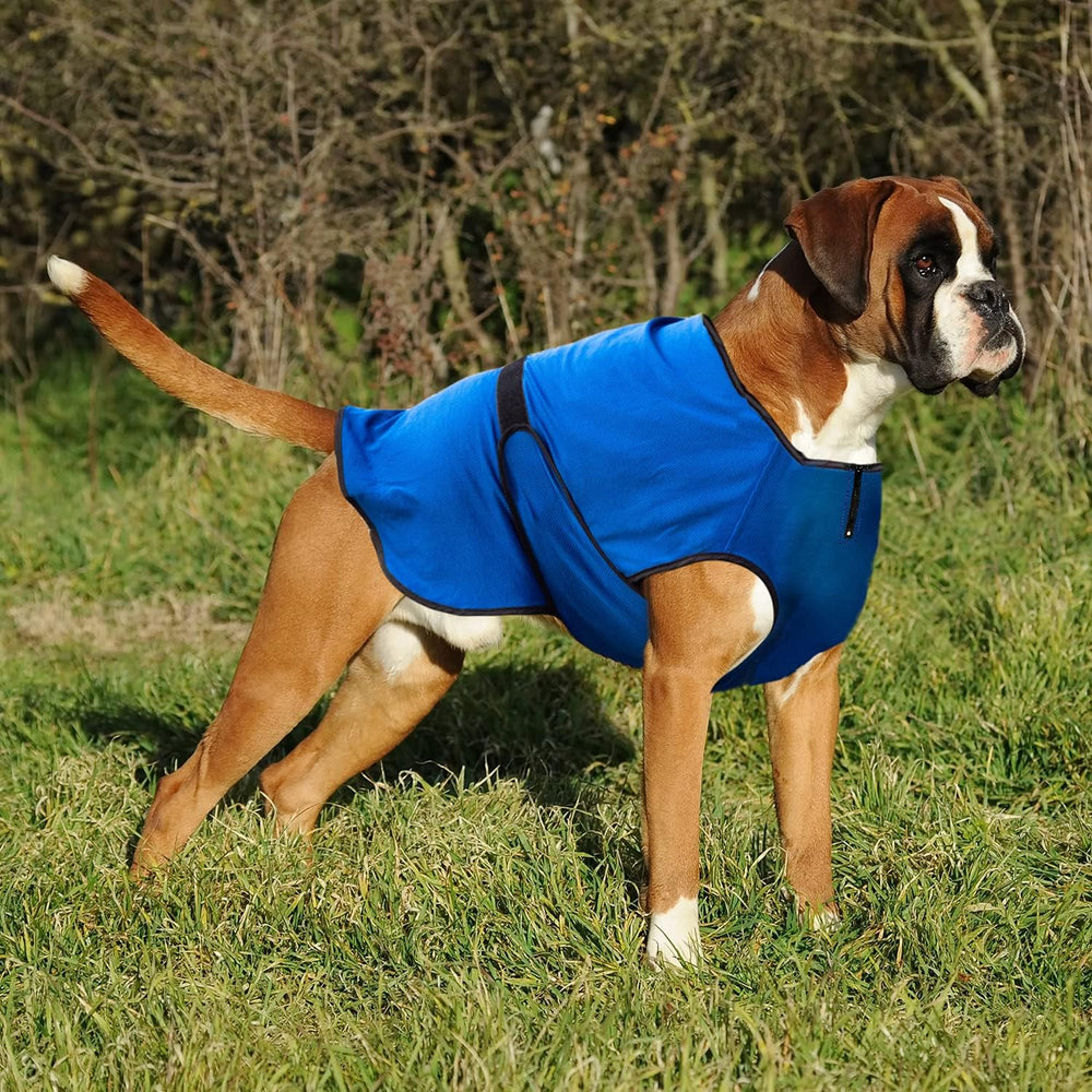 Lautus Pets veste refroidissante chien, idéale pendant les activités extérieures.