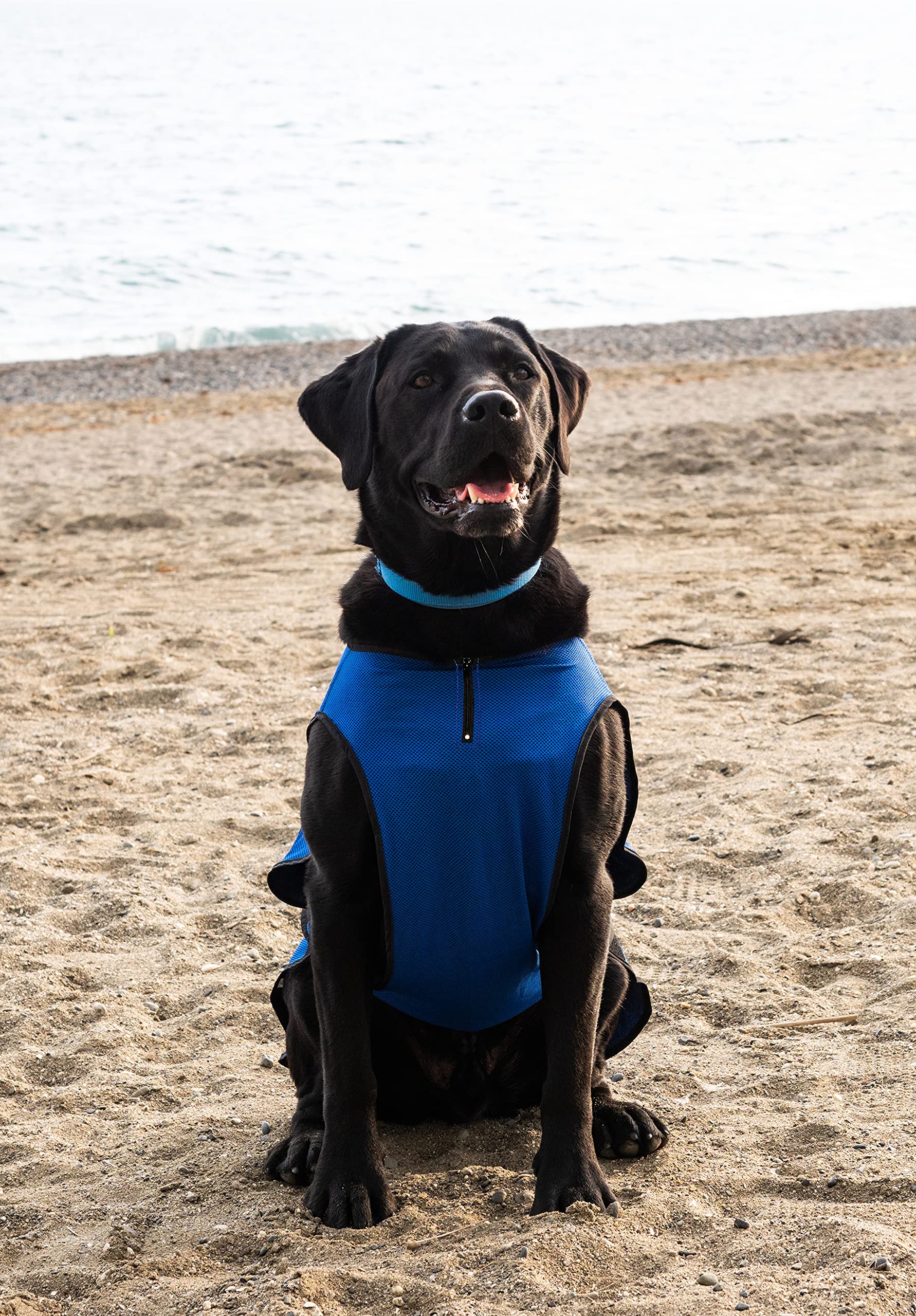 Lautus Pets veste refroidissante chien, nettoyage facile et entretien rapide.