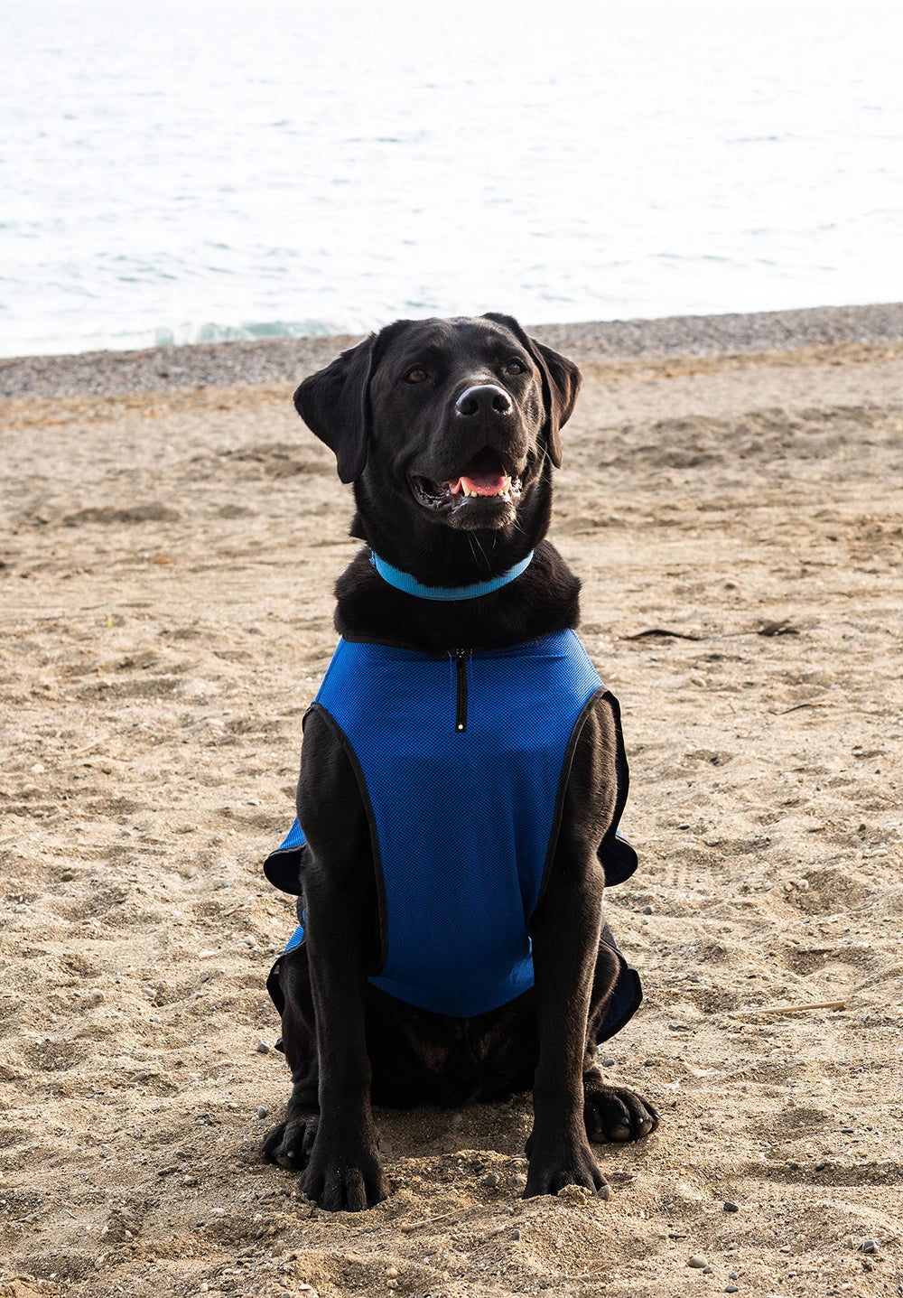Lautus Pets veste refroidissante chien, nettoyage facile et entretien rapide.
