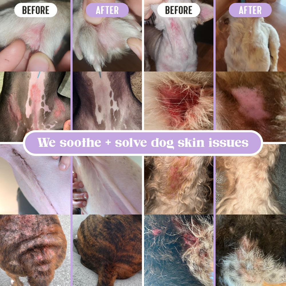 Lavengel – application sur irritation chien pour soulagement doux.