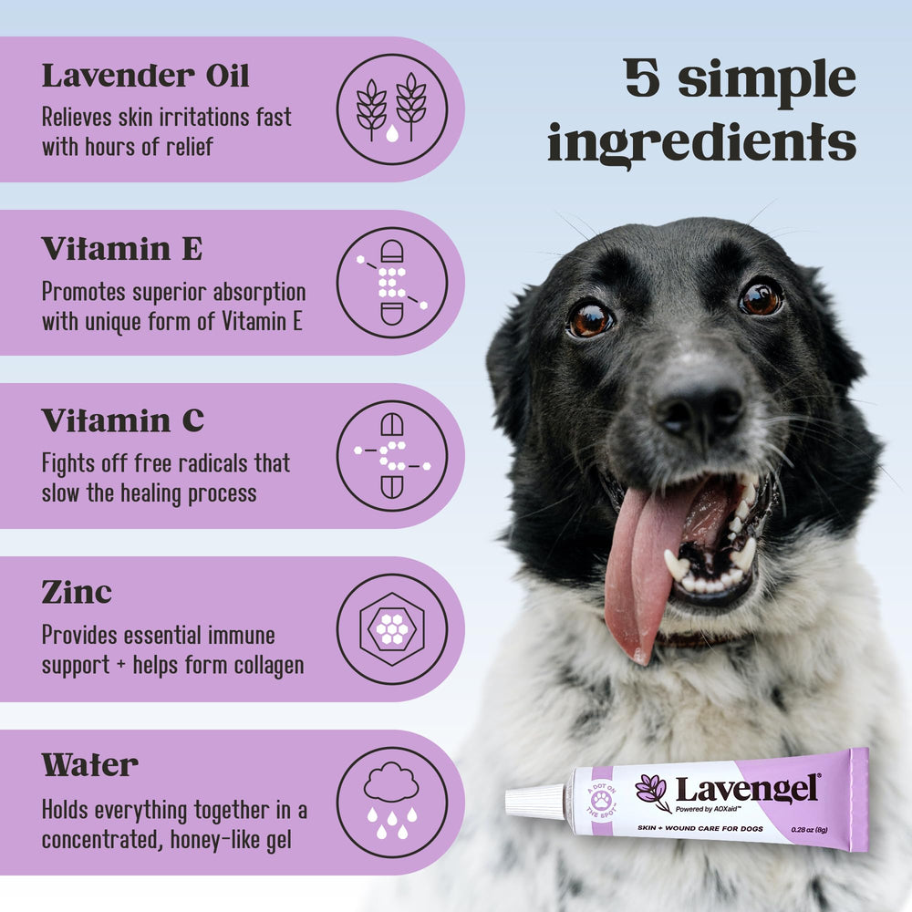 Lavengel – dermatite ou réaction allergique chez le chien, soutien optionnel.