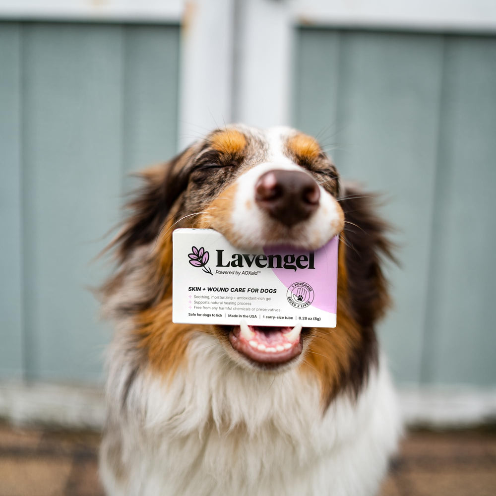 Lavengel – usage sur piqûres d'insectes chien, soulagement possible.