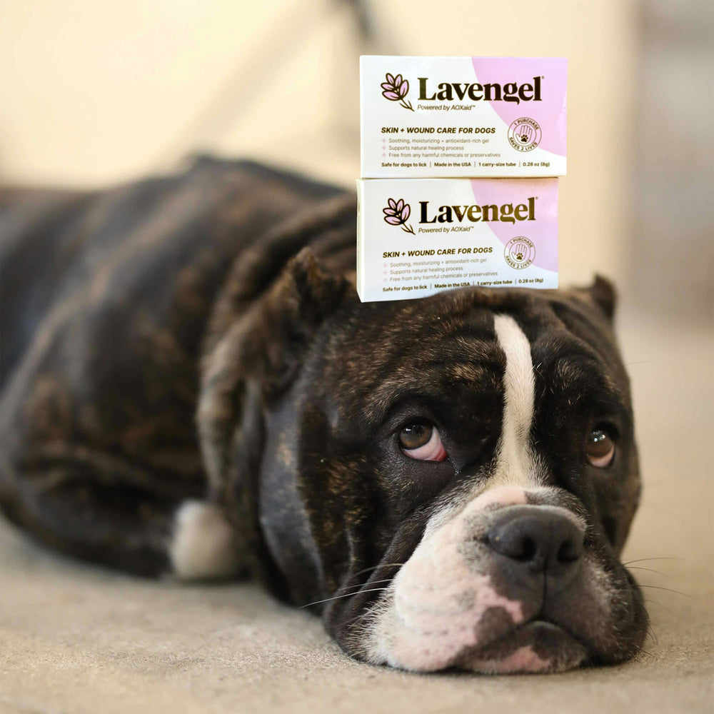 Lavengel – routine premiers soins pour chien, pratique et polyvalente.