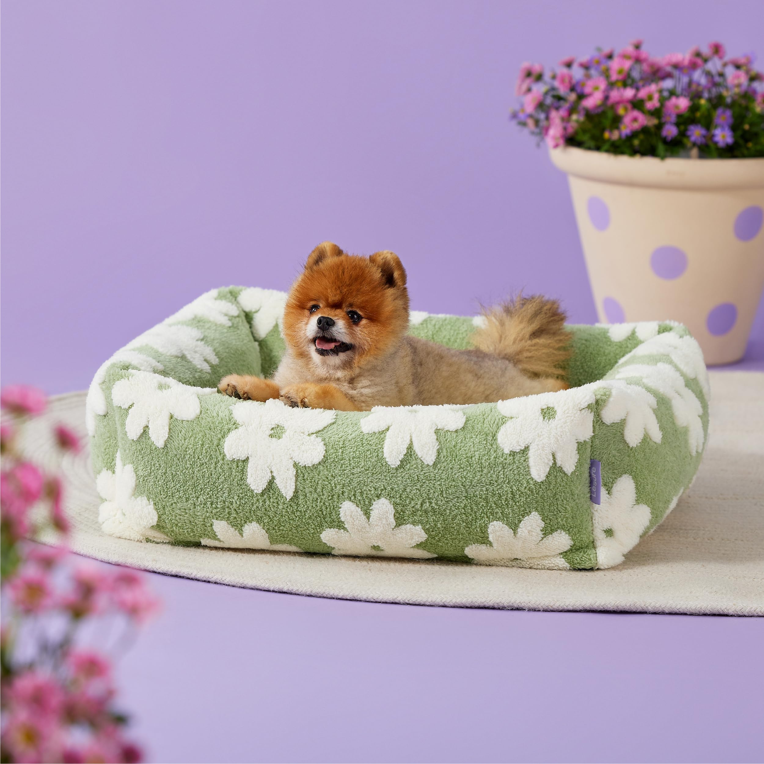 LE SURE lit petit chien dans le salon, décor moderne et cosy