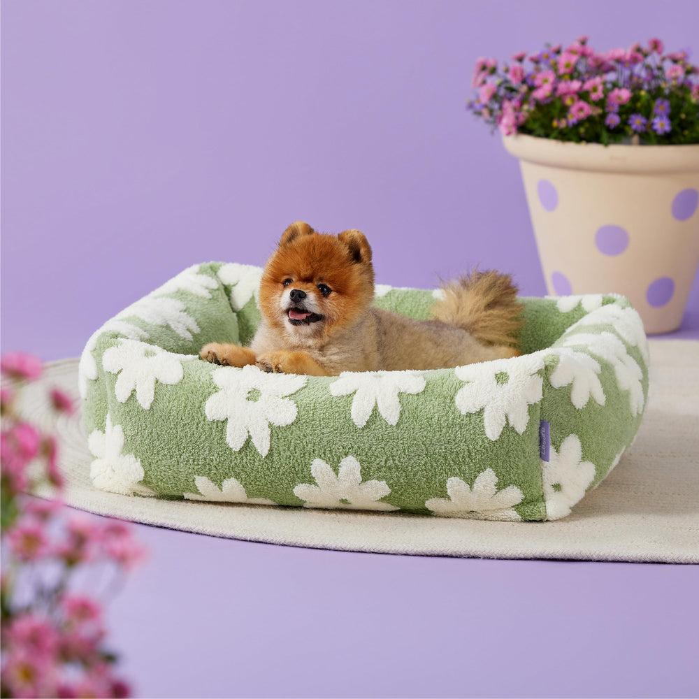 LE SURE lit petit chien dans le salon, décor moderne et cosy