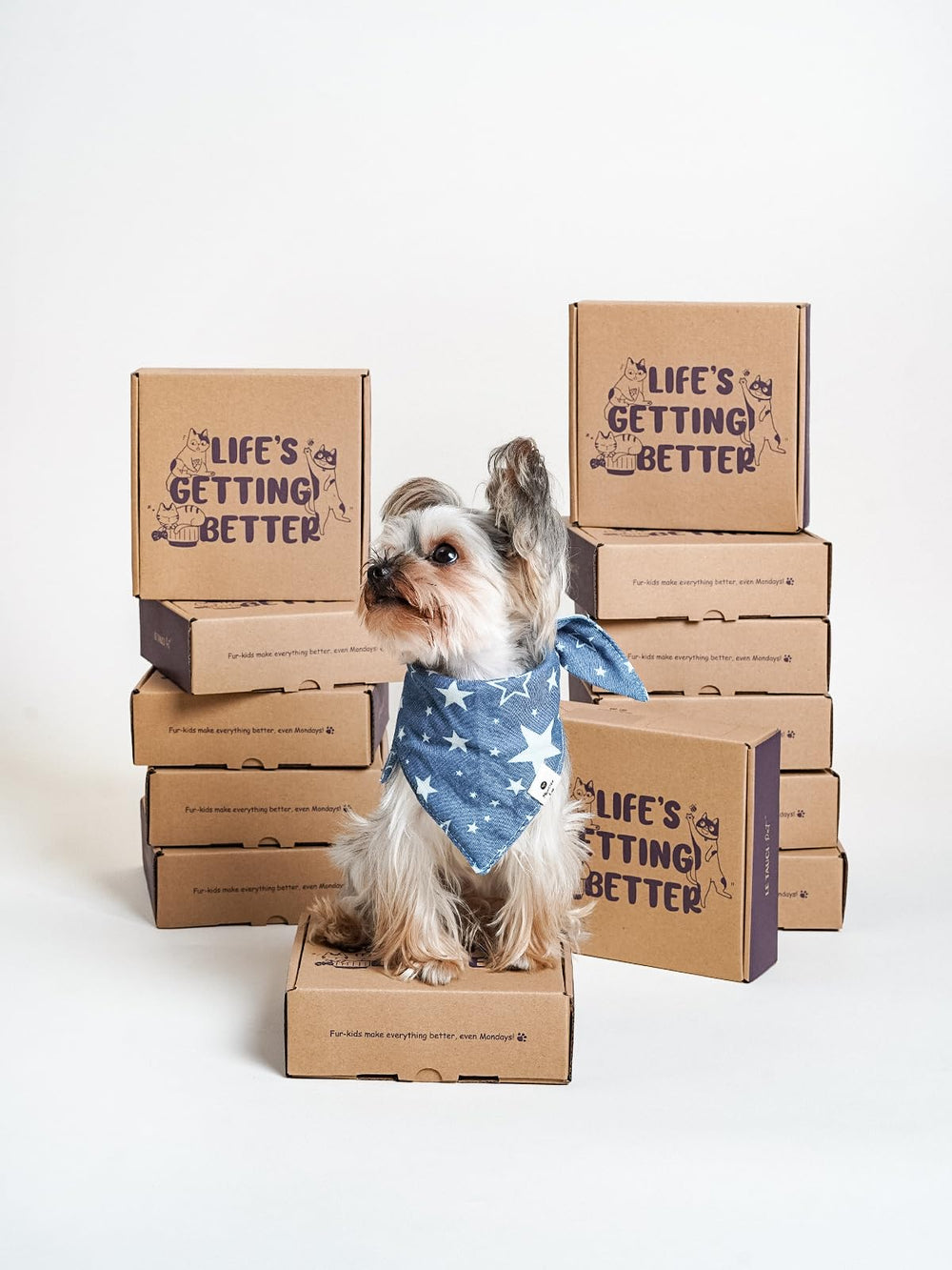 LE TAUCI PET bol puzzle 5,5 pouces stimule l’activité mentale des animaux