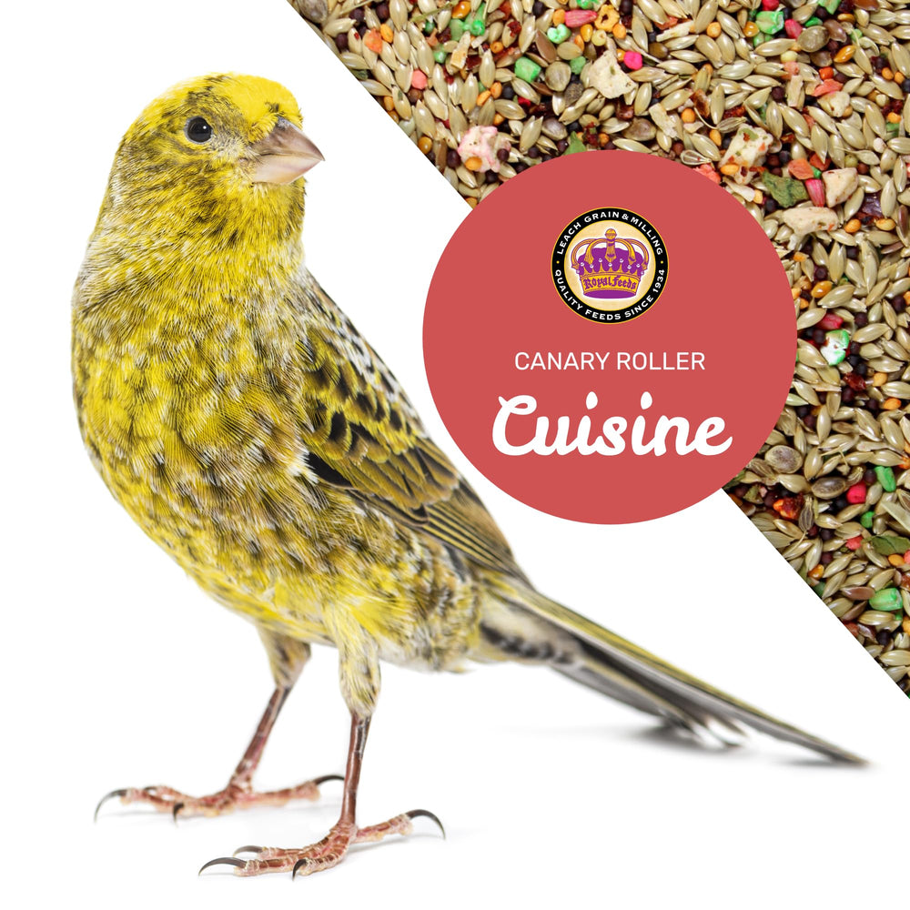 Canary Cuisine – boost énergie, idéal pour oiseaux actifs cherchant du dynamisme.