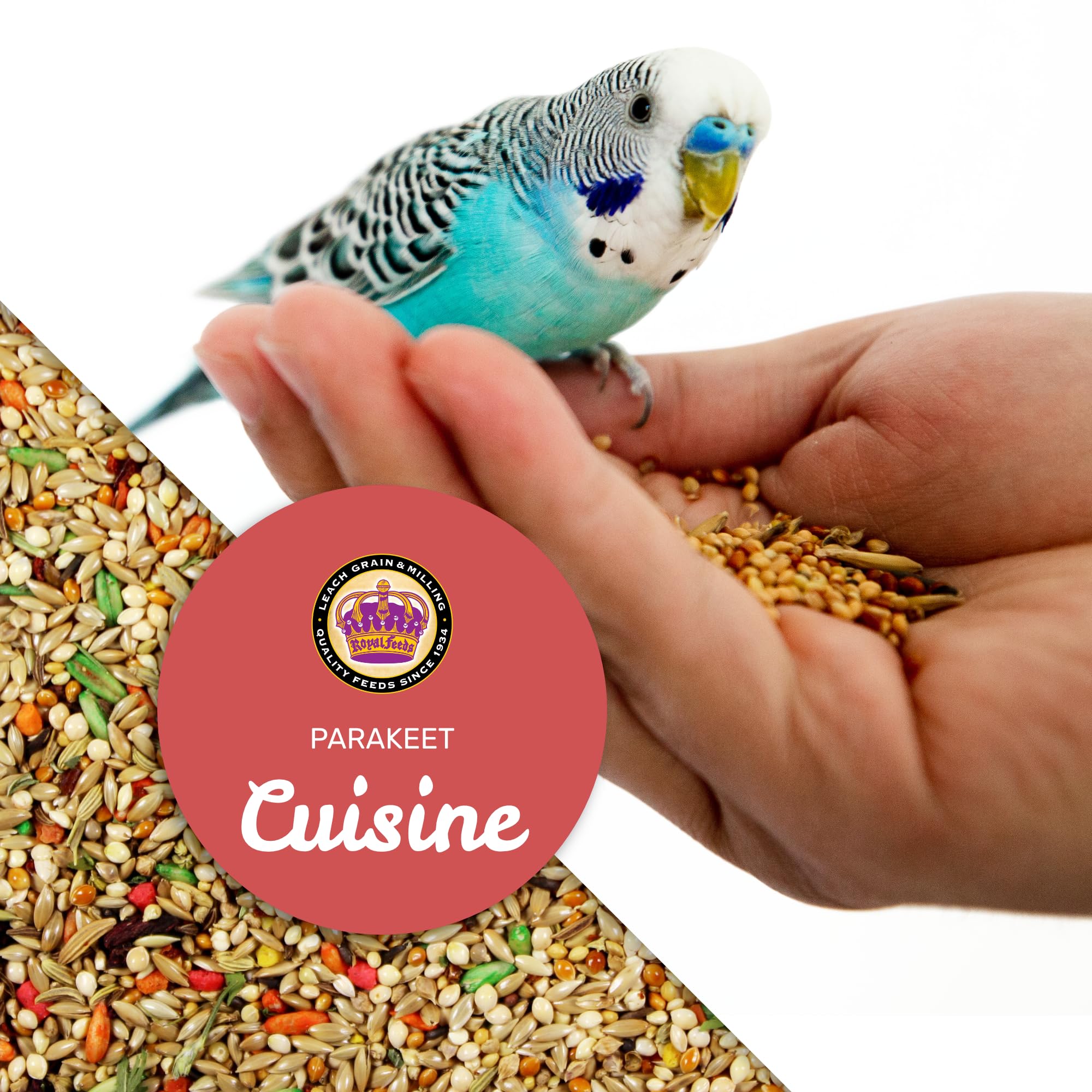 LEACH GRAIN & MILLING CO. Parakeet Cuisine – Quinoa et avoine enrichissent la ration journalière.