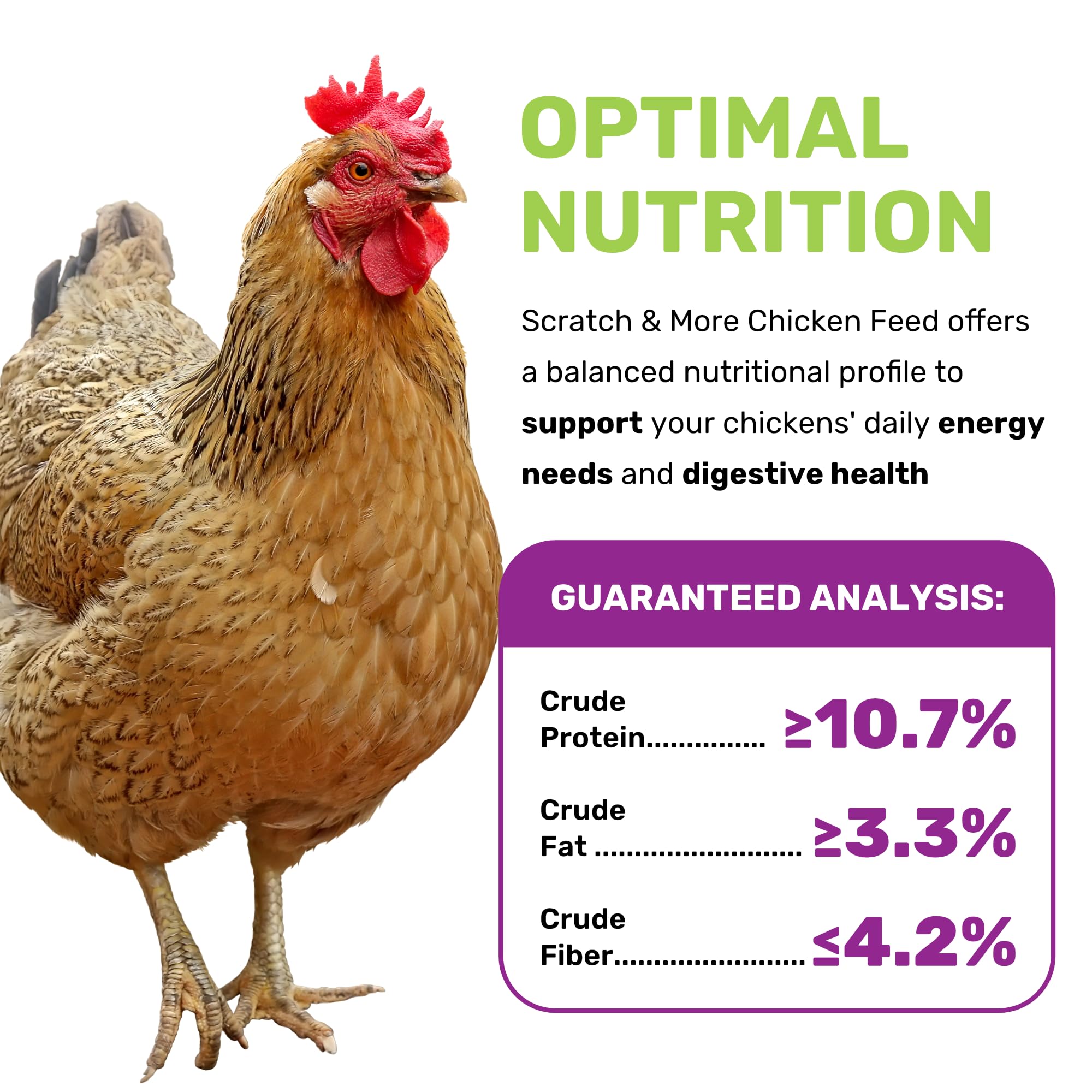 Leach Scratch & More : poules en action picorant pour stimulation naturelle.