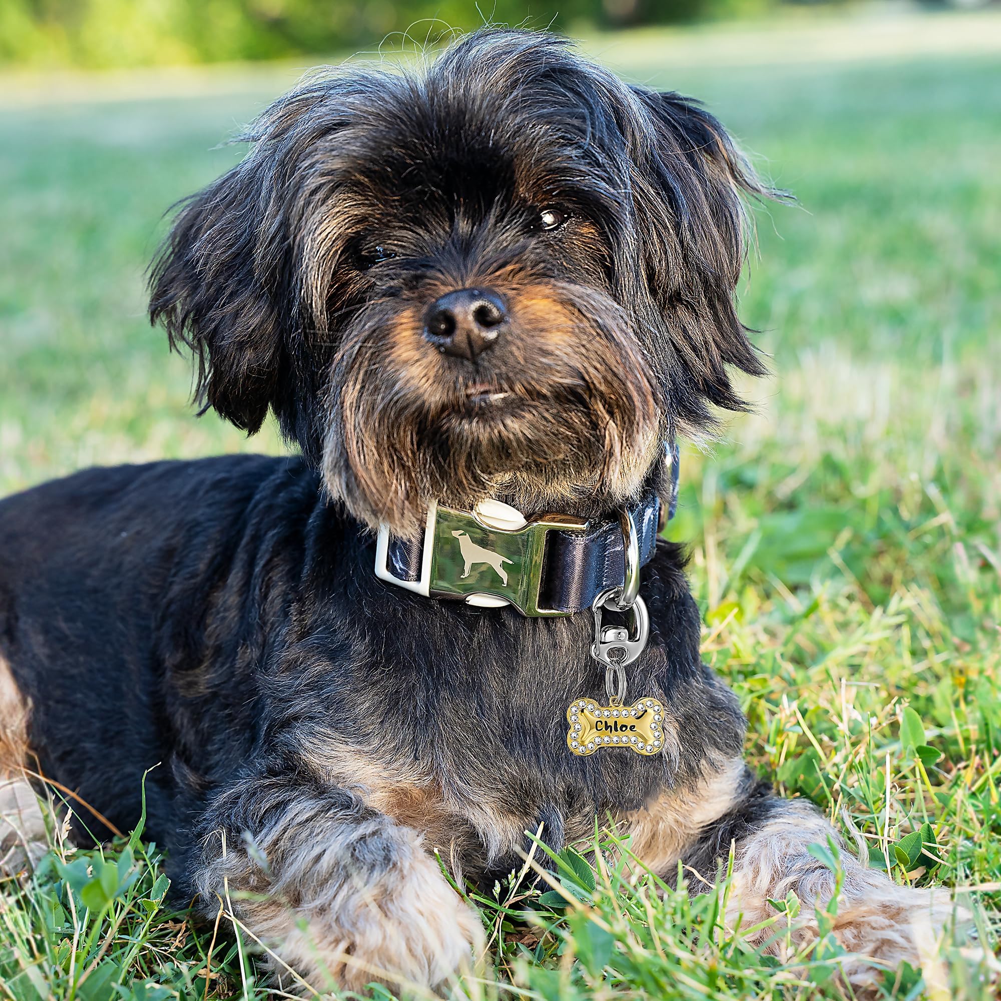 Leash King Flipclip acier inoxydable, résistance quotidienne et brillance durable.