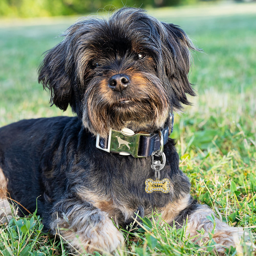 Leash King Flipclip acier inoxydable, résistance quotidienne et brillance durable.