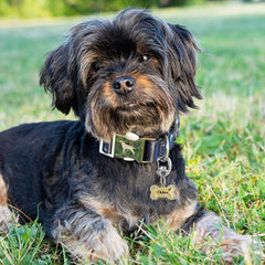 Leash King Flipclip acier inoxydable, résistance quotidienne et brillance durable.