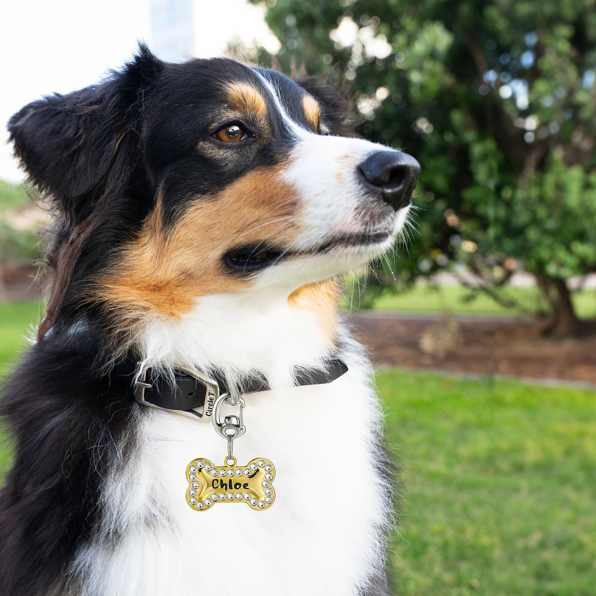 Leash King Flipclip universel D-rings, s'adapte à la plupart des colliers.