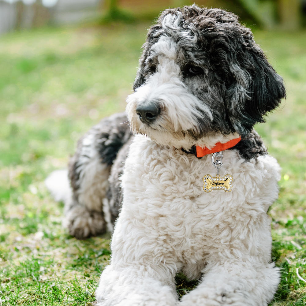 Leash King Flipclip pour chiens et chats, solution pratique d'identification.