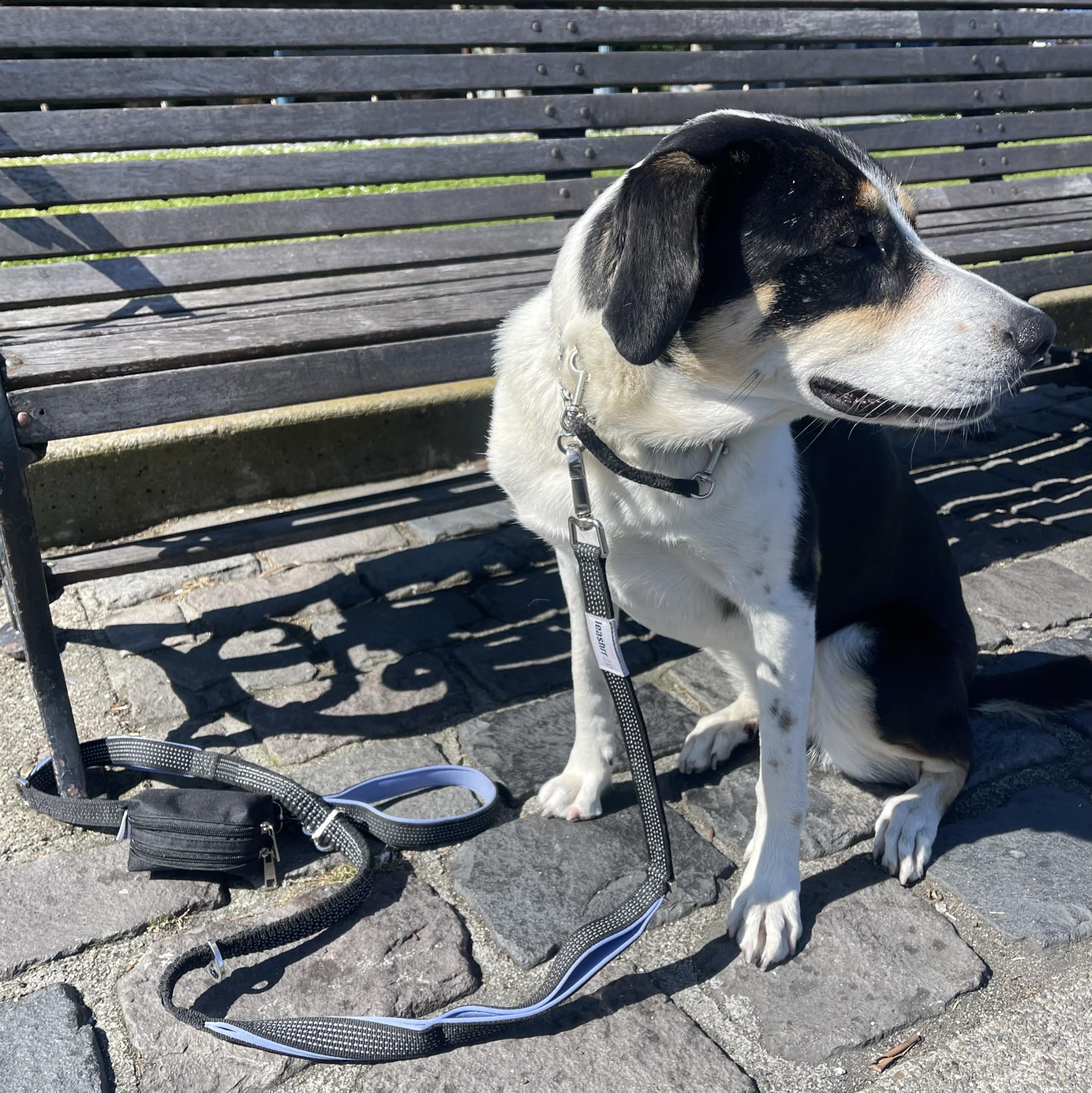 Leashrr 2.0 couleur rose douce, compagnon fiable pour les promenades avec votre chien.