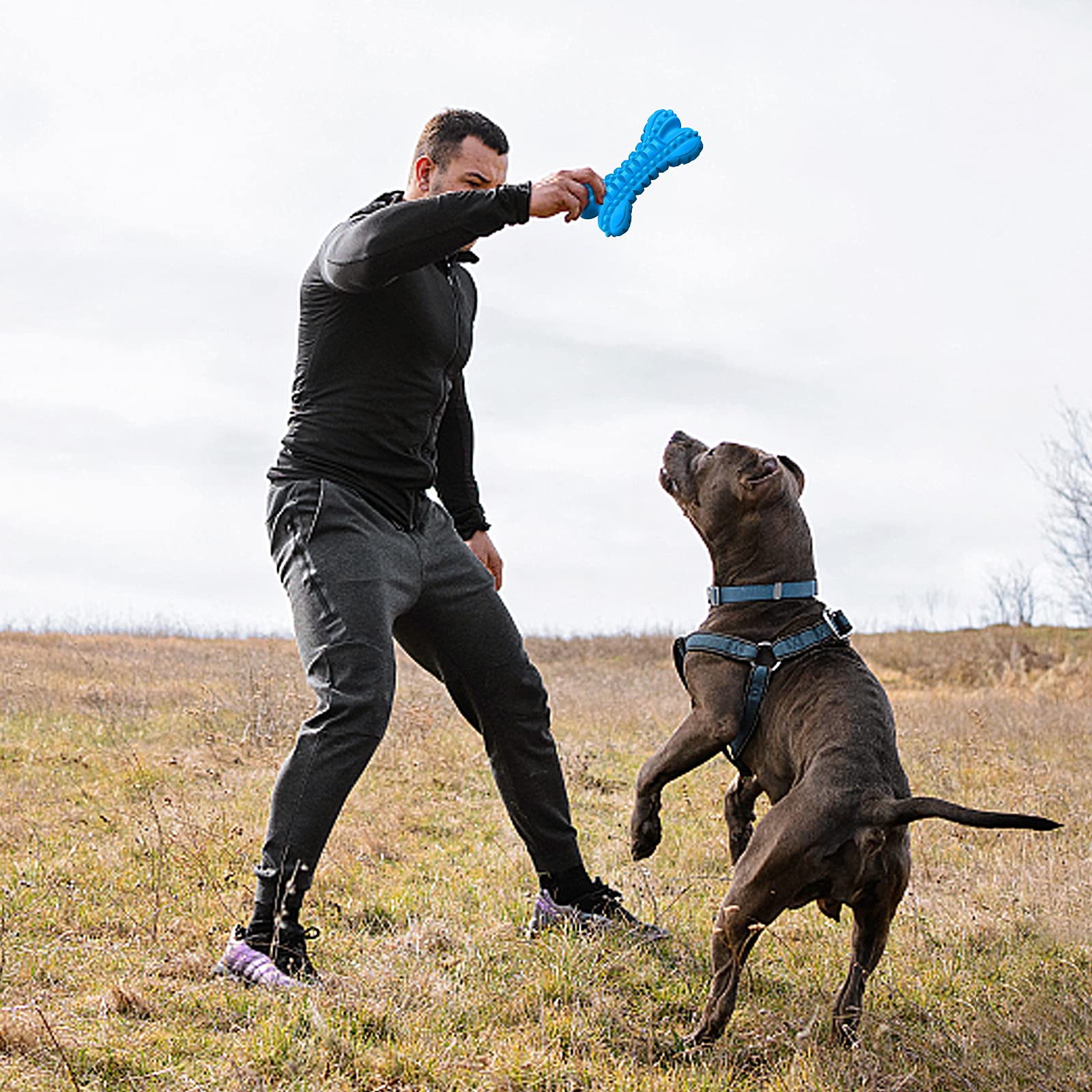 LEGEND SANDY – cadeau anniversaire chien, durable et amusant.